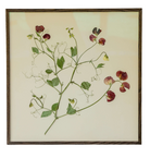 Sweet Pea by Jar Jar Edit