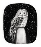 Tawny Owl by Beatrice Forshall