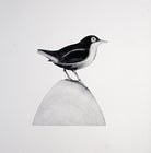 White-Throated Dipper by Beatrice Forshall