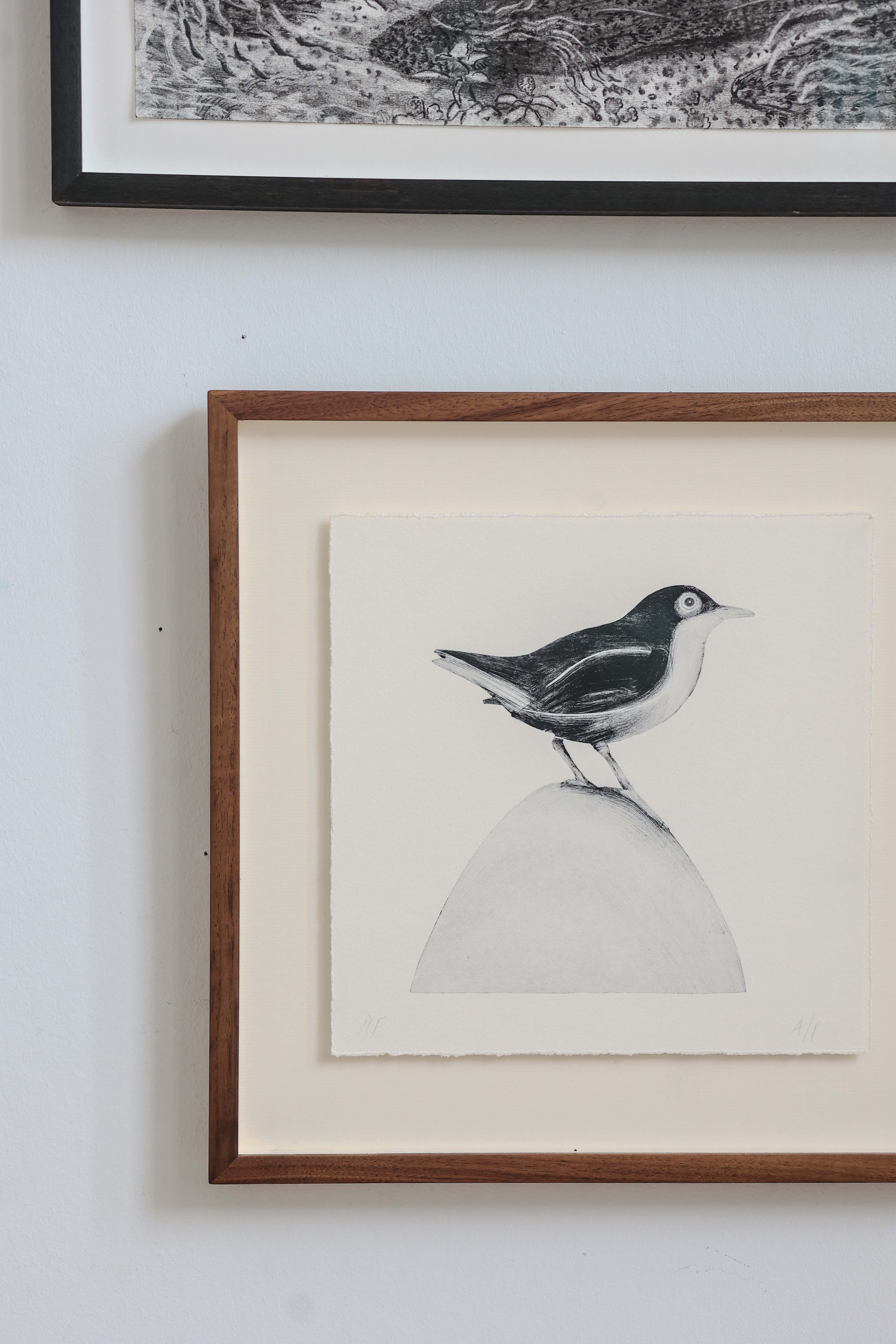 White-Throated Dipper by Beatrice Forshall