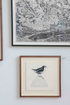 White-Throated Dipper by Beatrice Forshall