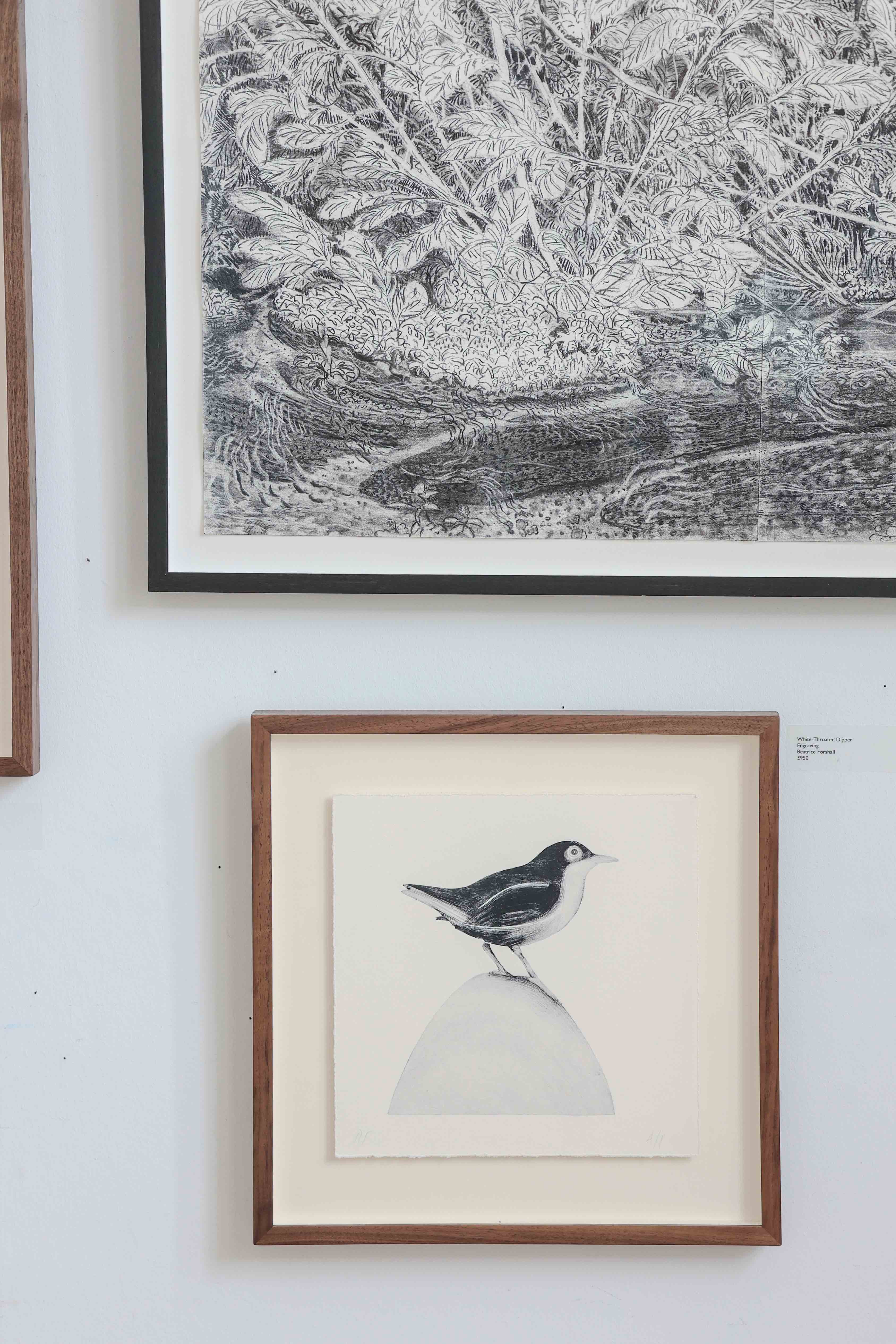 White-Throated Dipper by Beatrice Forshall