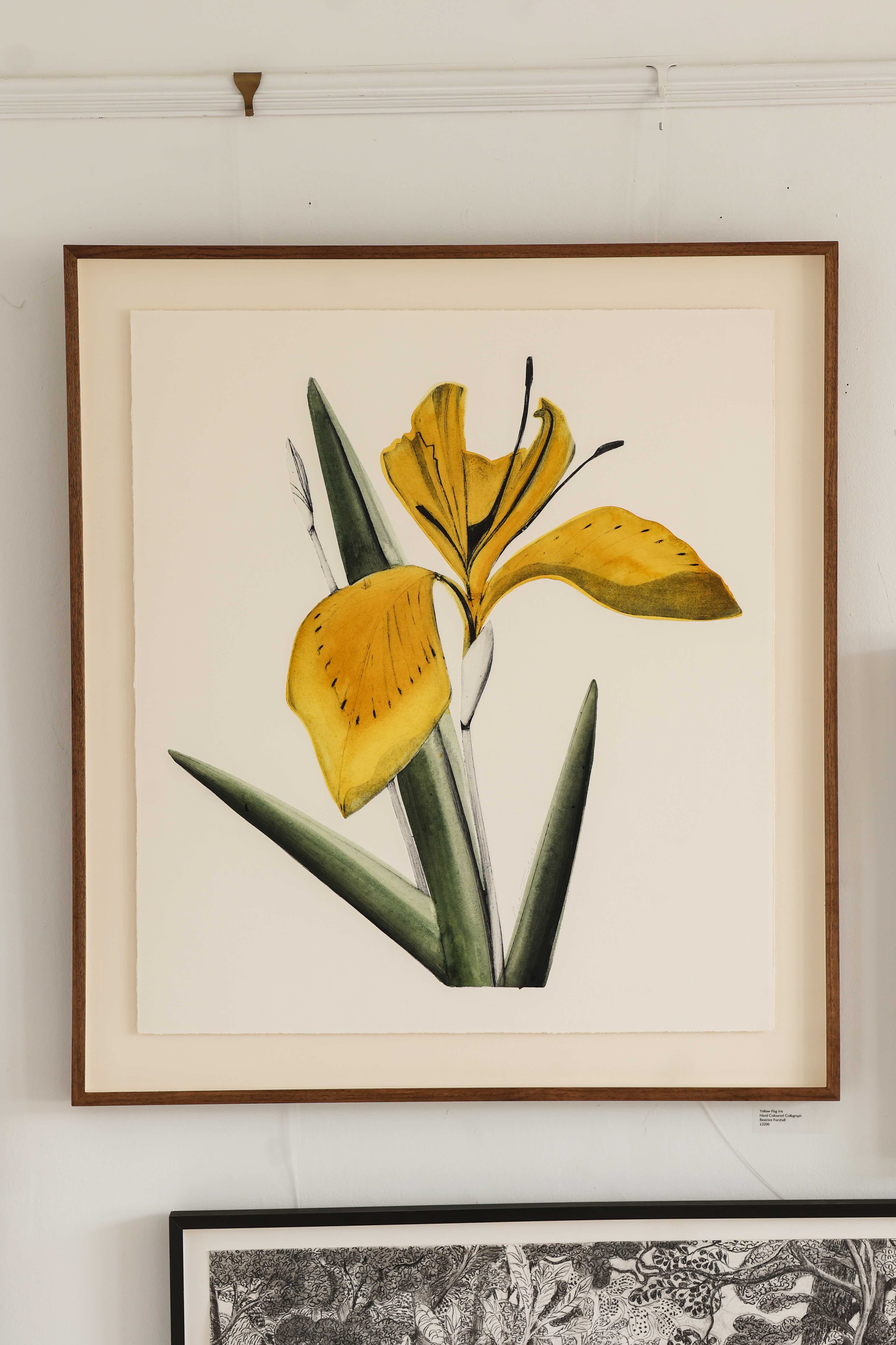 Yellow Flag Iris II by Beatrice Forshall