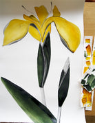 Yellow Flag Iris II by Beatrice Forshall