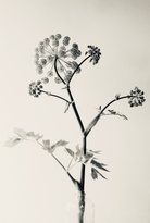 Angelica by Carrie Lees