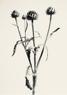 Artichoke by Carrie Lees