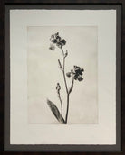 Bearded Iris by Carrie Lees