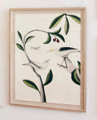 Black Winged Myna and Bali Starling by Beatrice Forshall