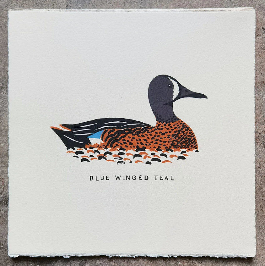 Blue Winged Teal by Tom Frost