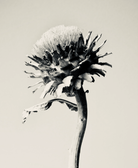 Cardoon by Carrie Lees