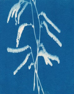 Catkins by Carrie Lees