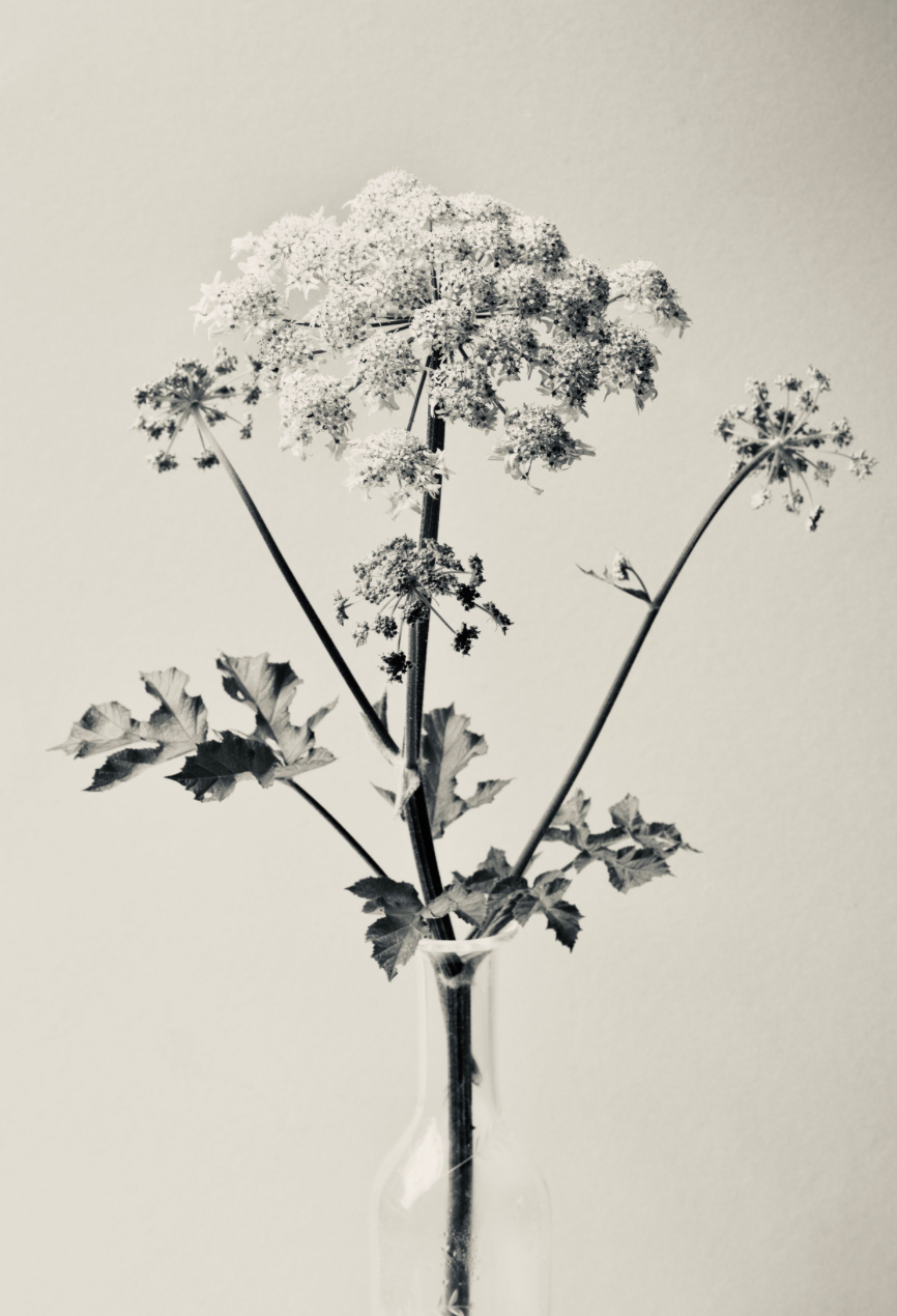 Cowparsley by Carrie Lees