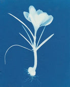 Crocus by Carrie Lees