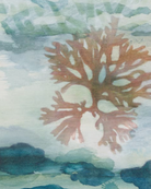 Float by Tara Leaver. Artistic depiction of coral on a watercolour background.