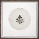 Framed print of a ladybird with gold by artist Guy Allen