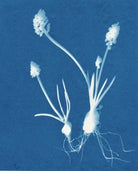 Grape Hyacinths by Carrie Lees