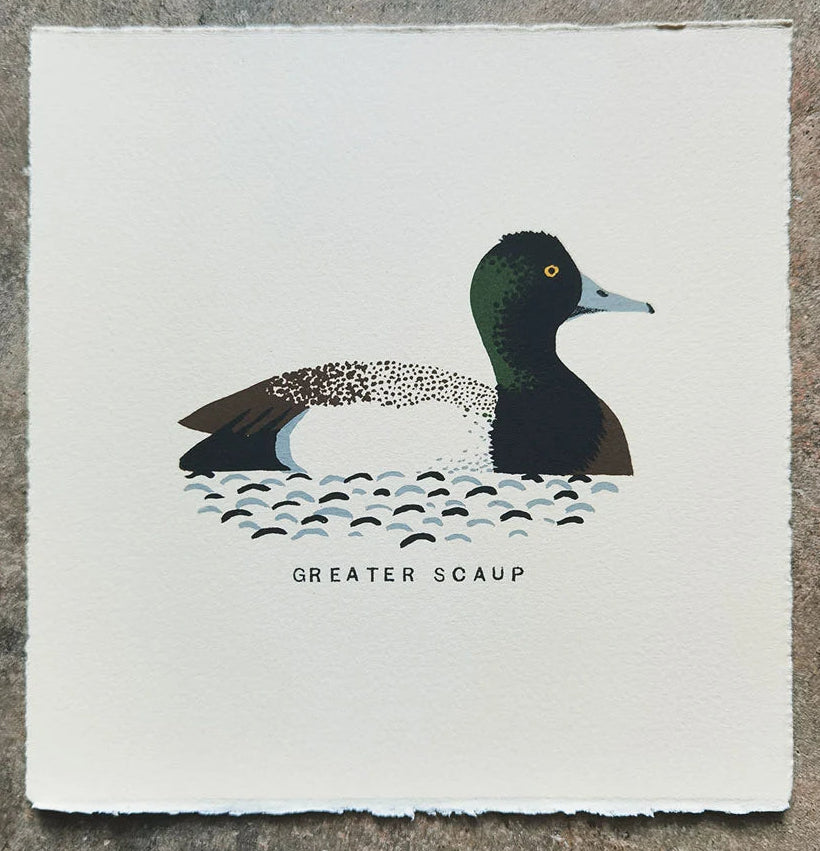 Greater Scaup by Tom Frost