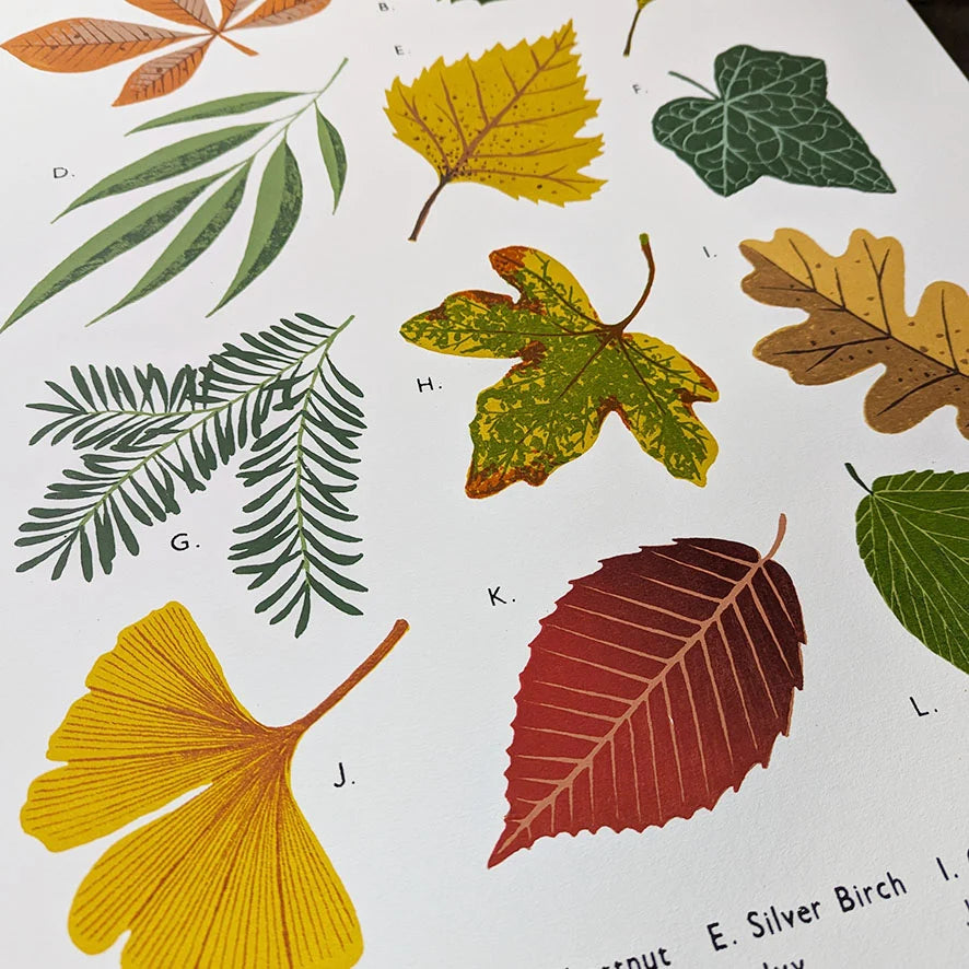 Leaves School Chart by Tom Frost