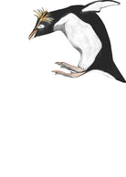 Northern Rockhopper Penguin by Beatrice Forshall