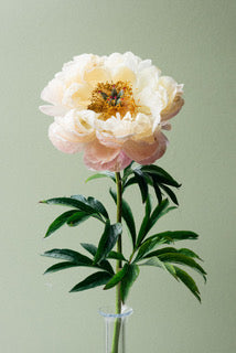 Peony by Carrie Lees