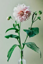 Pink Dahlia by Carrie Lees