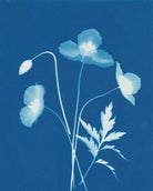 Poppies by Carrie Lees