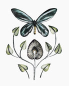 Queen Alexandra's Birdwing by Beatrice Forshall