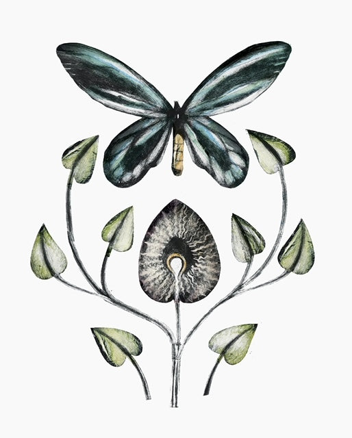 Queen Alexandra's Birdwing by Beatrice Forshall