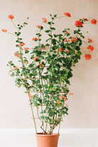 Red trellis geranium by Carrie Lees