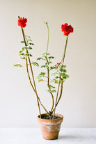 Red Triptych II by Carrie Lees