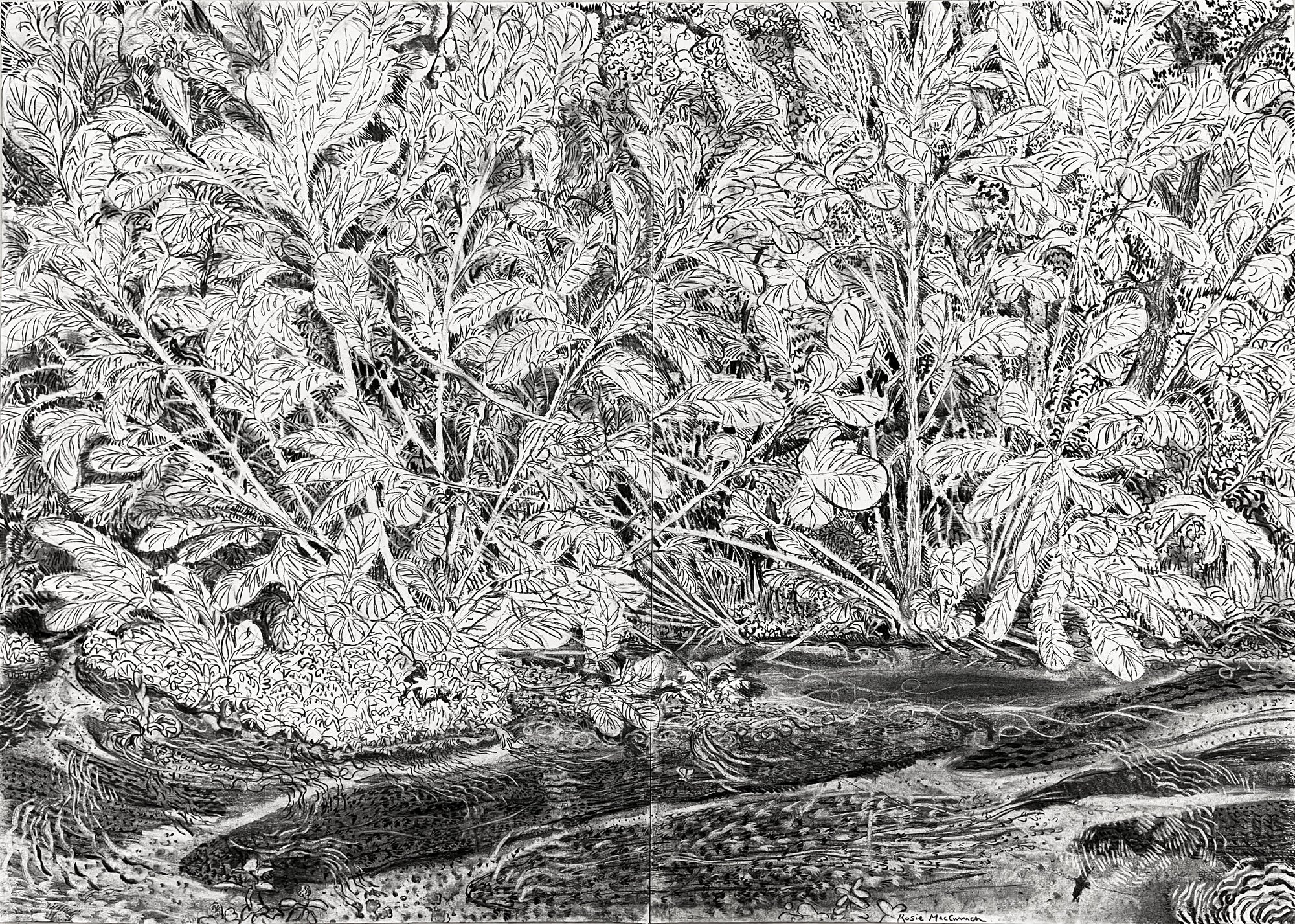 Detailed drawing of a river bank by Rosie MacCurrach
