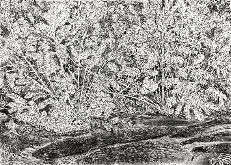 Detailed drawing of a river bank by Rosie MacCurrach