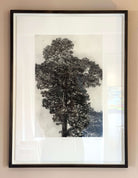 Scots Pine by Fiona Hamilton