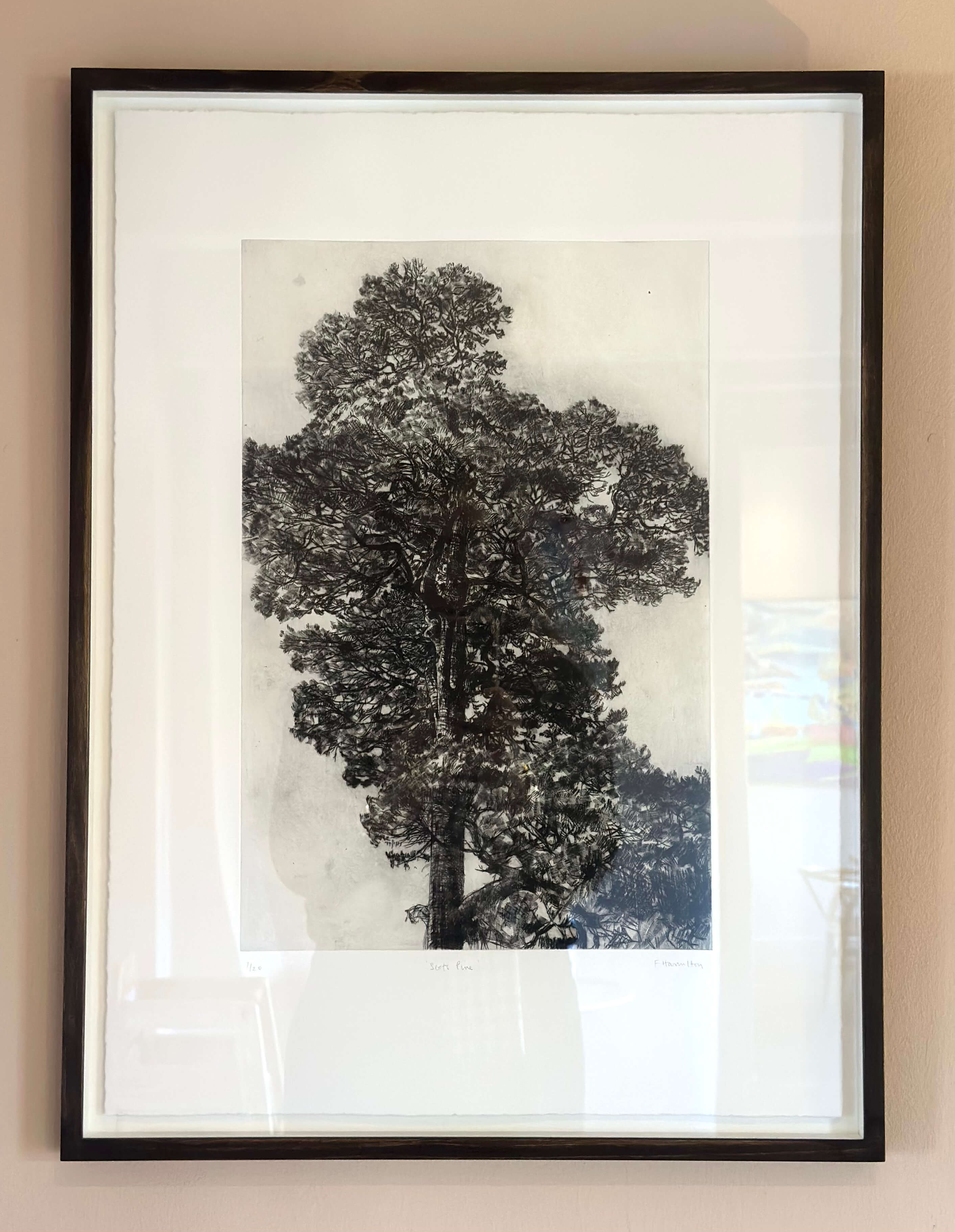 Scots Pine by Fiona Hamilton