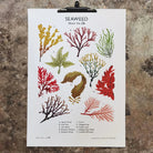 Seaweed School Chart by Tom Frost. Poster of seaweed illustrations on a textured surface