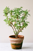 Small Scented Geranium by Carrie Lees