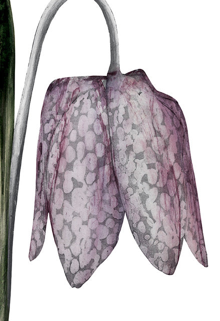 Snake's Head Fritillary by Beatrice Forshall