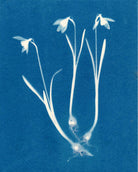 Snowdrop by Carrie Lees