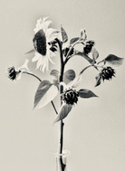 Sunflower by Carrie Lees