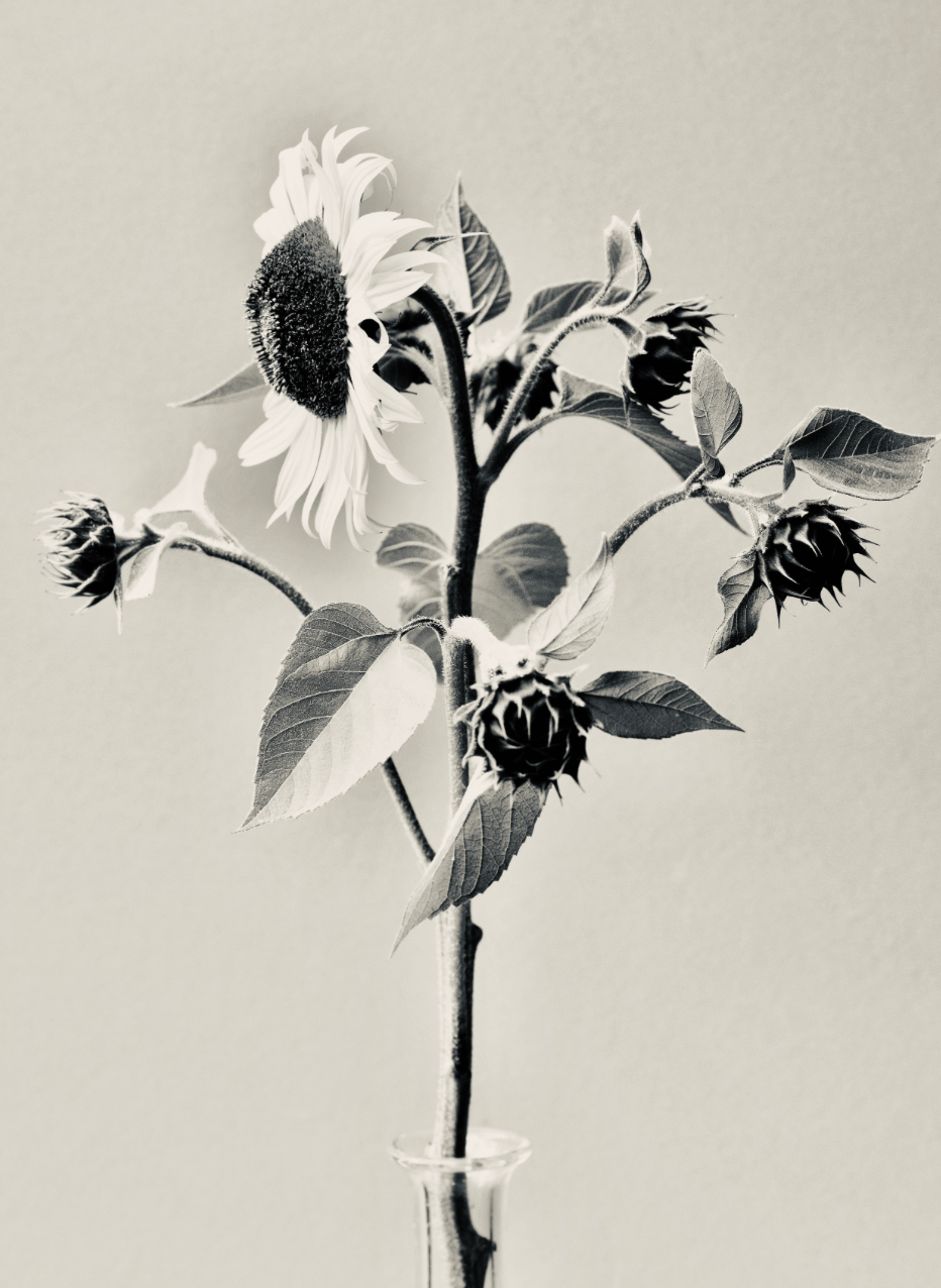 Sunflower by Carrie Lees