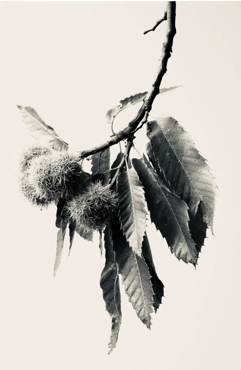 Sweet Chestnut by Carrie Lees
