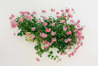 Tangier Trailing Geranium by Carrie Lees