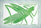 The One Who Has Flung Herself Out of the Grass by Lizzie Wheeler depicting a green grasshopper illustration on a light blue background