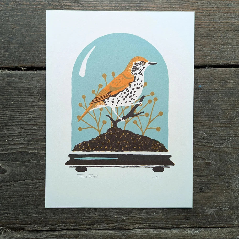 Wood Thrush by Tom Frost